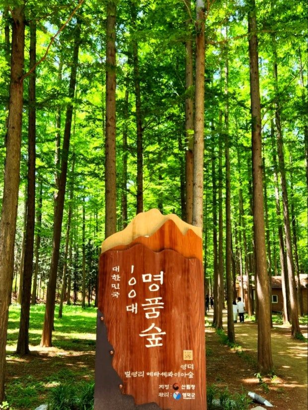 벌영리 메타세콰이어 숲 2