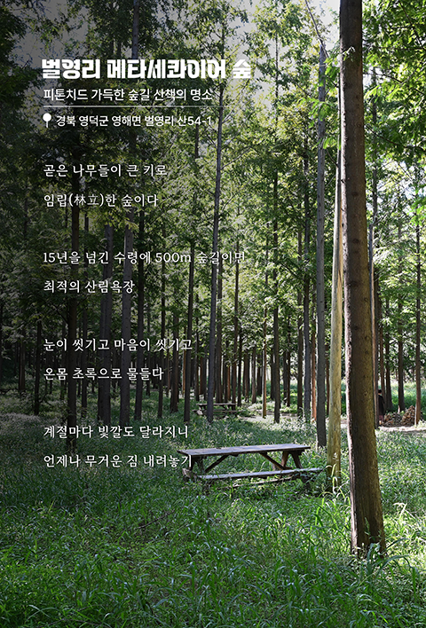 메타세콰이어 숲